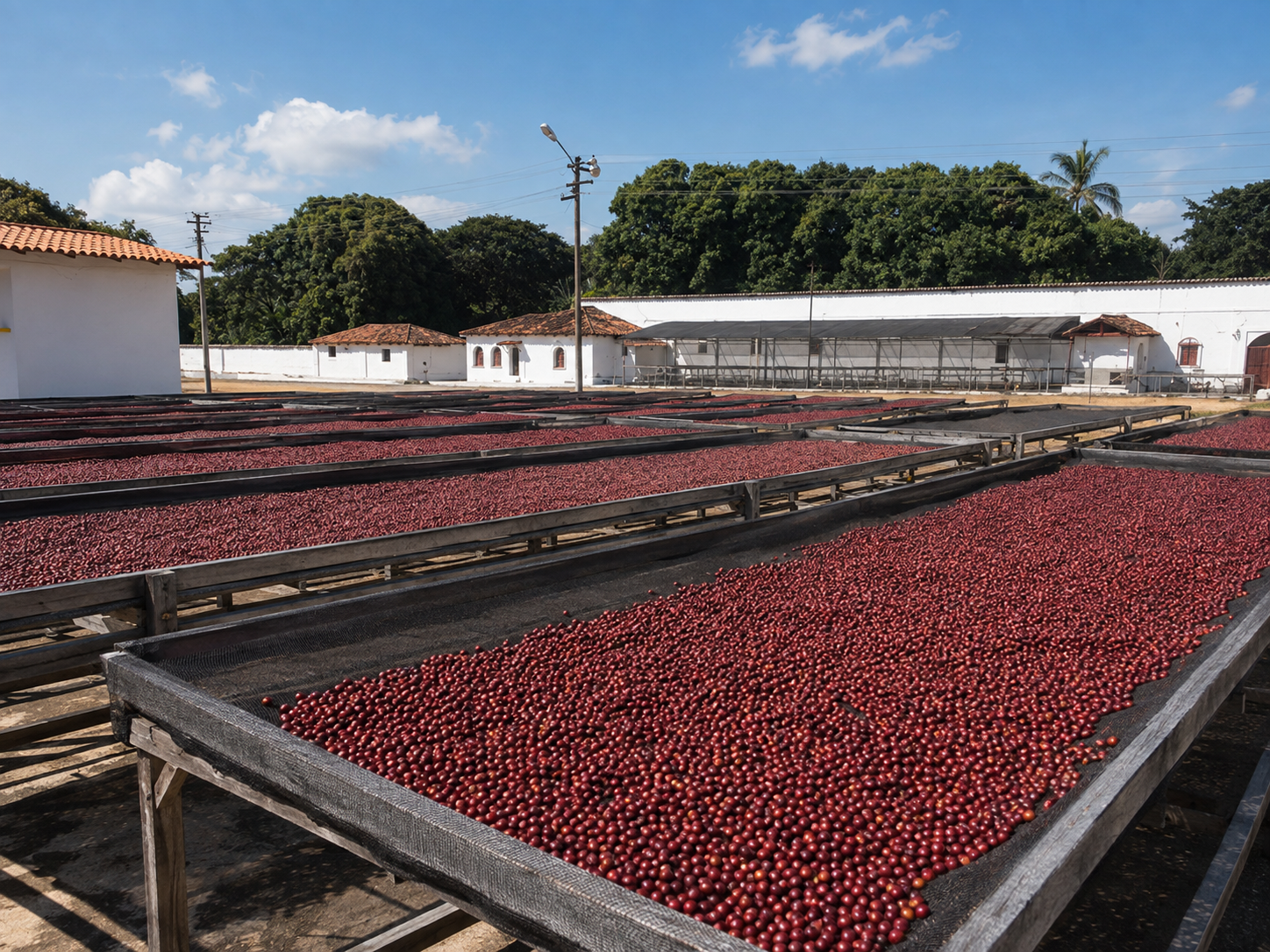 Ripe coffee cherries drying on raised beds at El Borbollón in Santa Ana, El Salvador